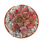 x Pachyveria 'Zooney'