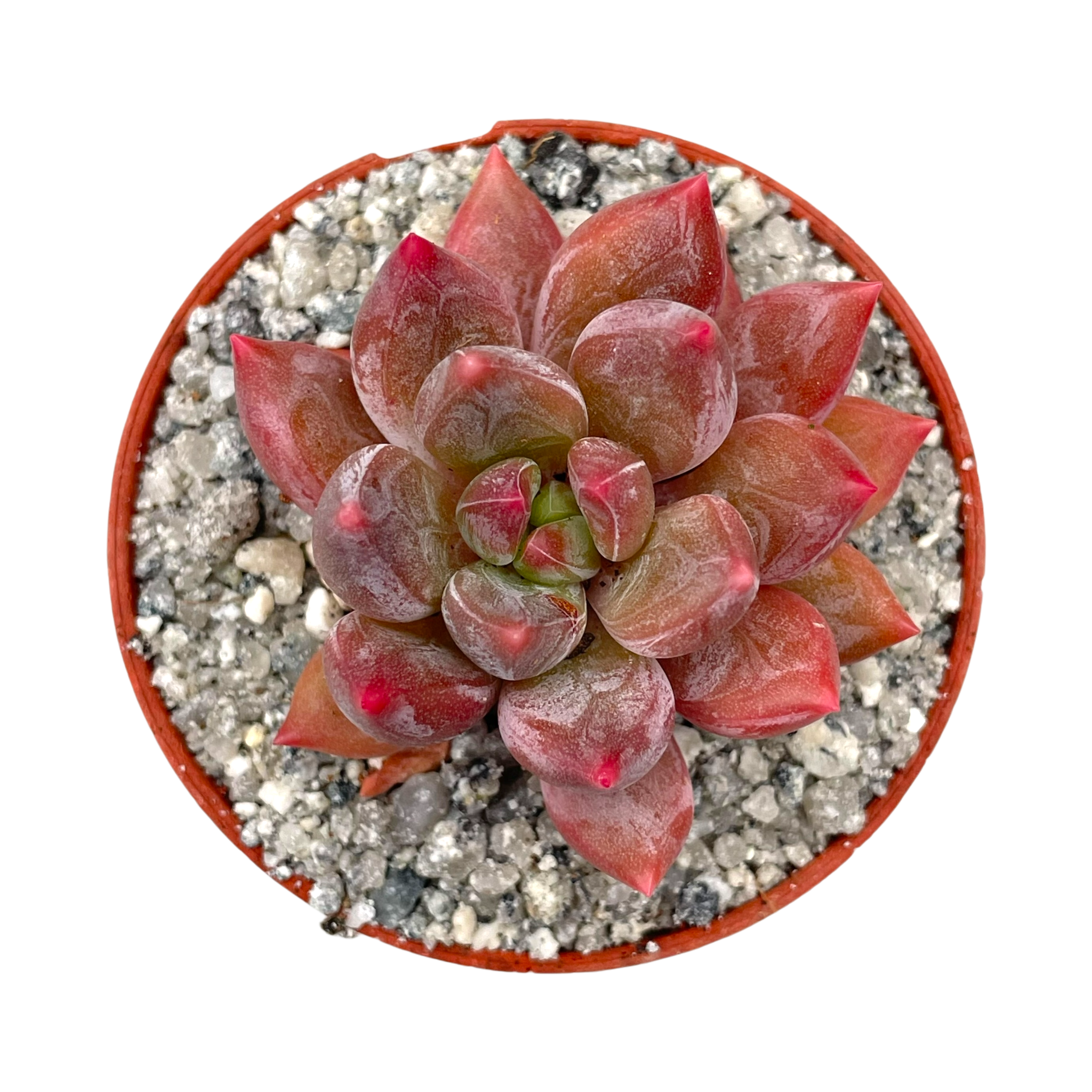 x Pachyveria 'Zooney'