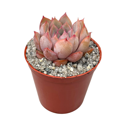 Echeveria 'Hercules'