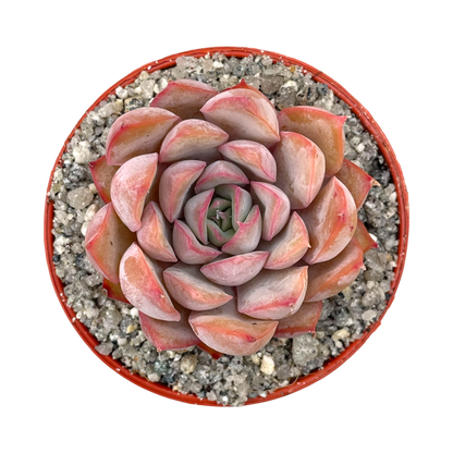 Echeveria 'Hercules'