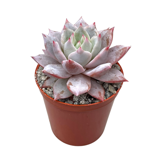 Echeveria 'Blue Bird'