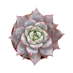 Echeveria 'Blue Bird'