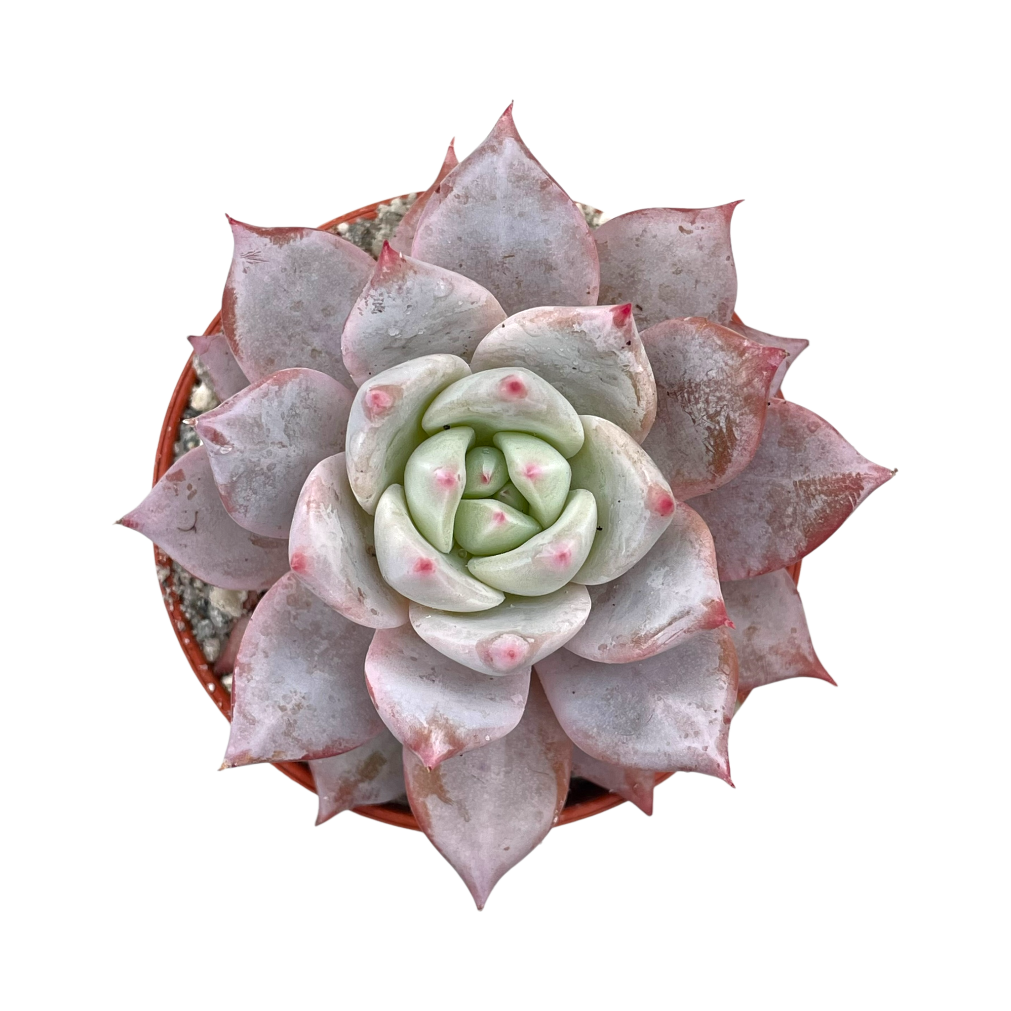 Echeveria 'Blue Bird'