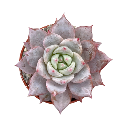 Echeveria 'Blue Bird'