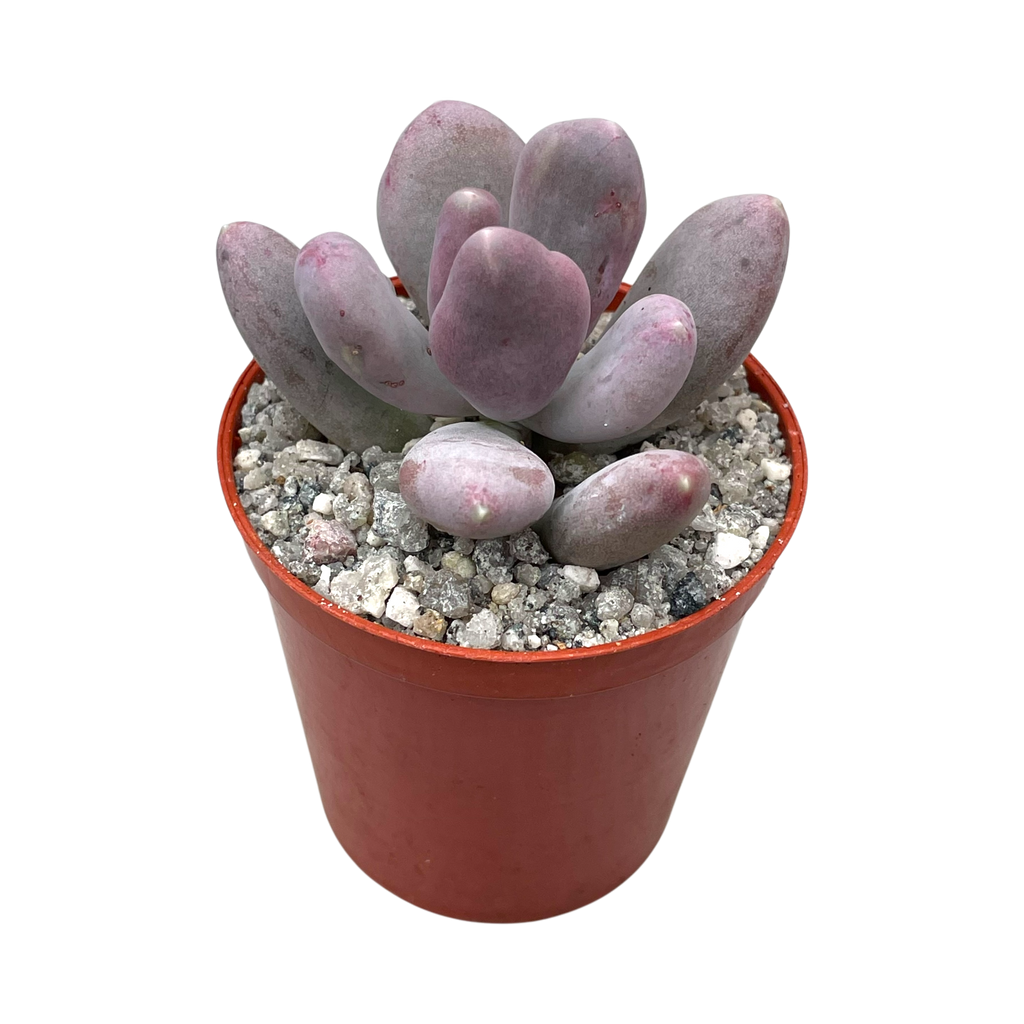 Pachyphytum glutinicaule