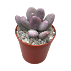 Pachyphytum glutinicaule