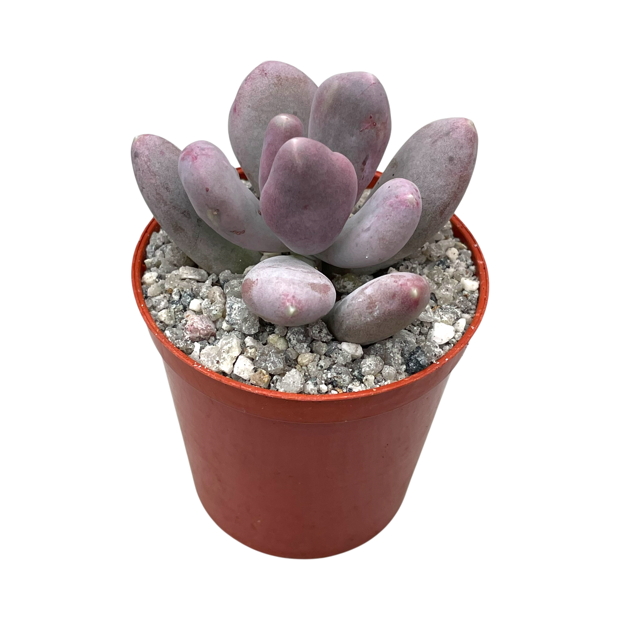 Pachyphytum glutinicaule
