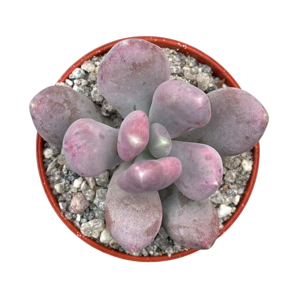 Pachyphytum glutinicaule