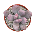 Pachyphytum glutinicaule