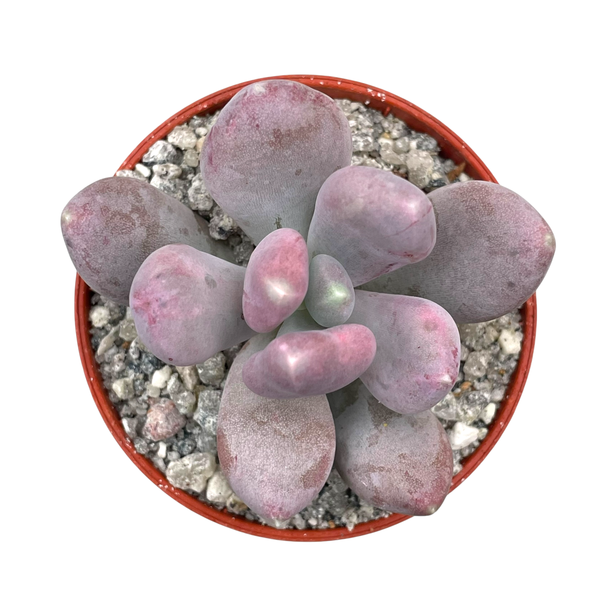 Pachyphytum glutinicaule