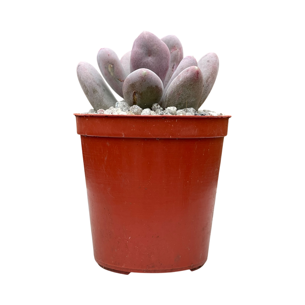 Pachyphytum glutinicaule