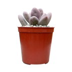 Pachyphytum glutinicaule