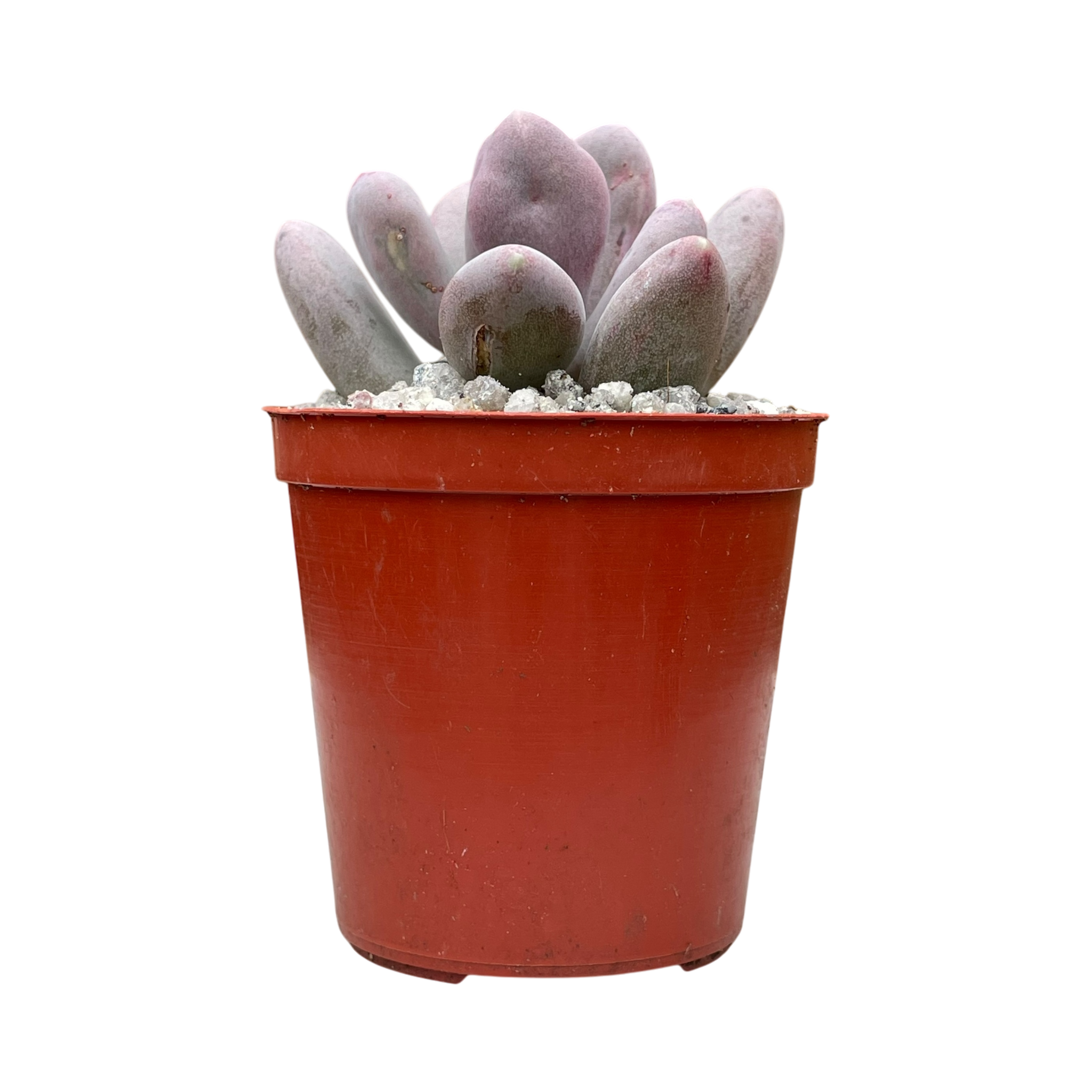 Pachyphytum glutinicaule