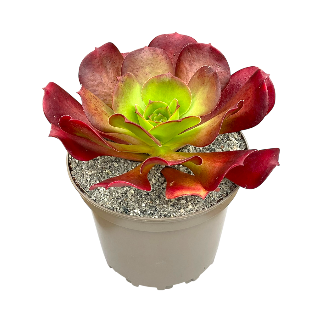 x Semponium 'Darwin'