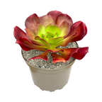 x Semponium 'Darwin'