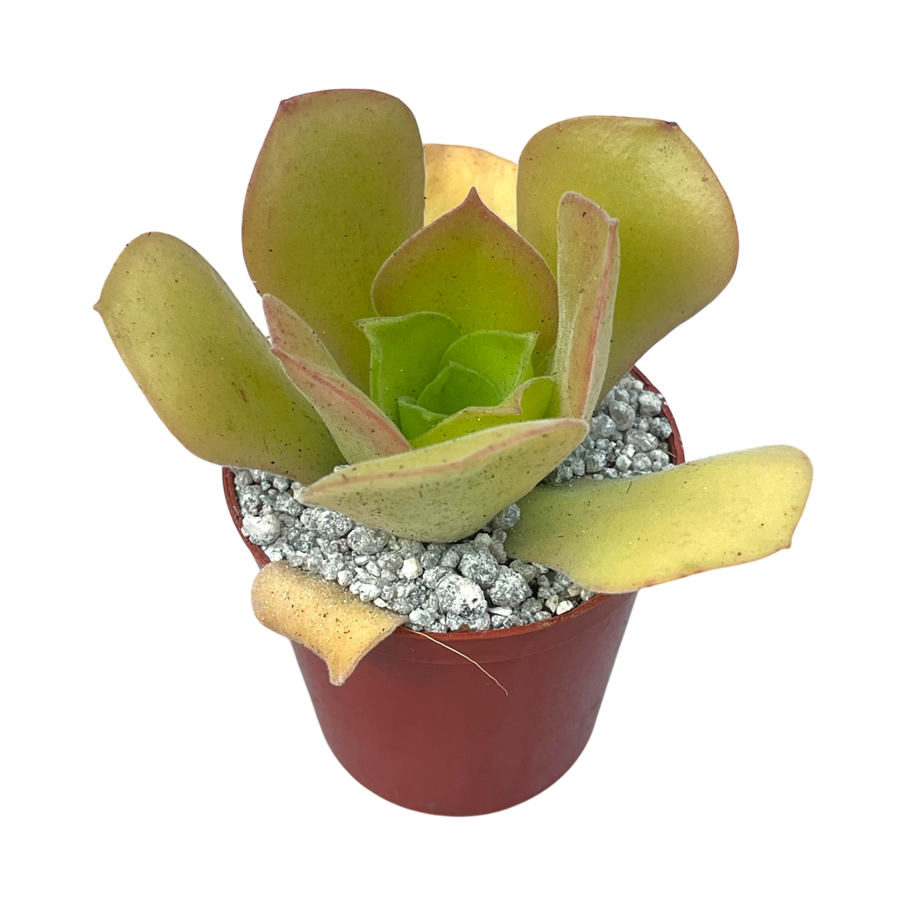 Aeonium canariense var. palmense