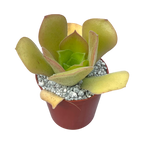 Aeonium canariense var. palmense