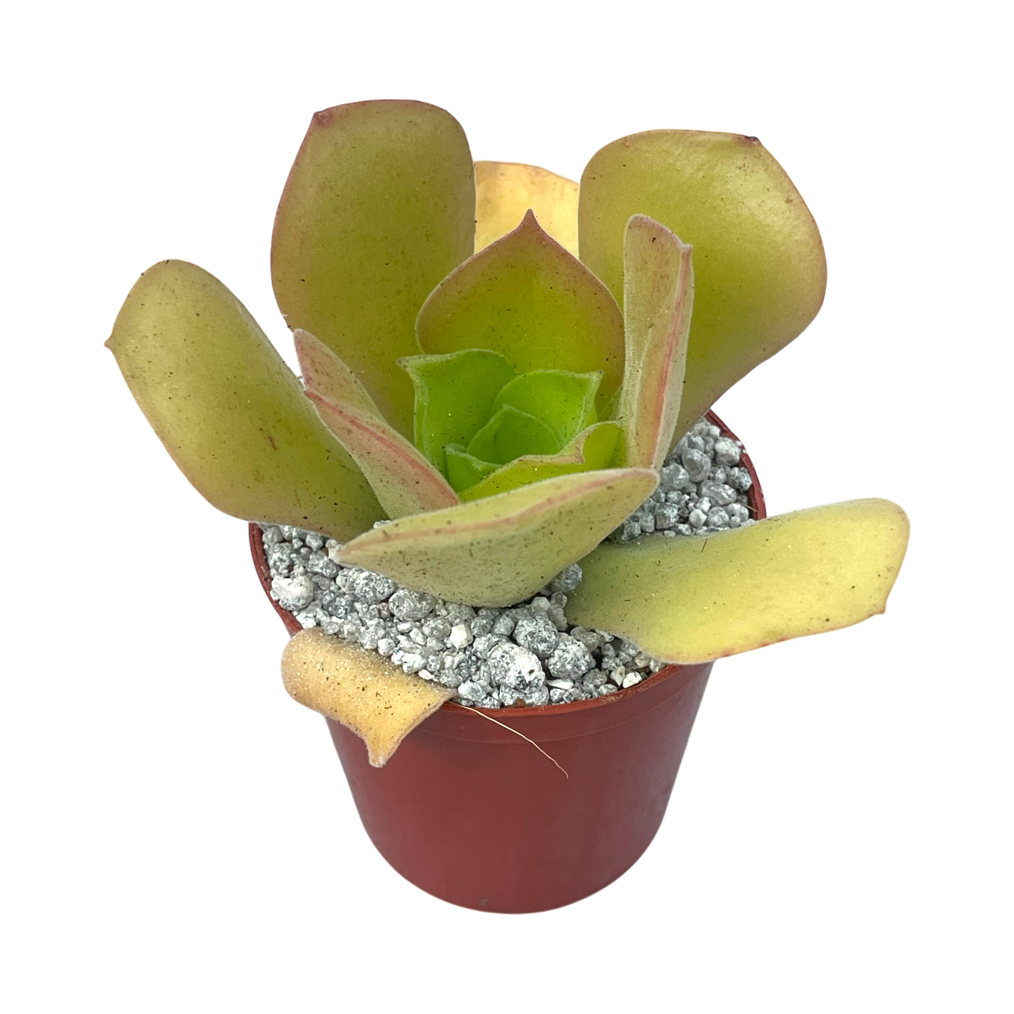 Aeonium canariense var. palmense