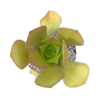 Aeonium canariense var. palmense