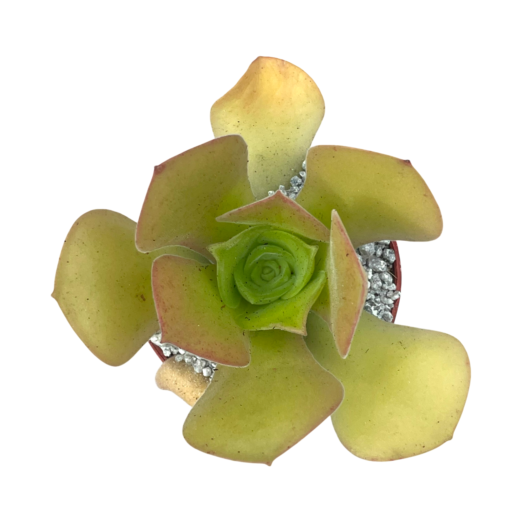 Aeonium canariense var. palmense
