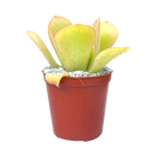 Aeonium canariense var. palmense