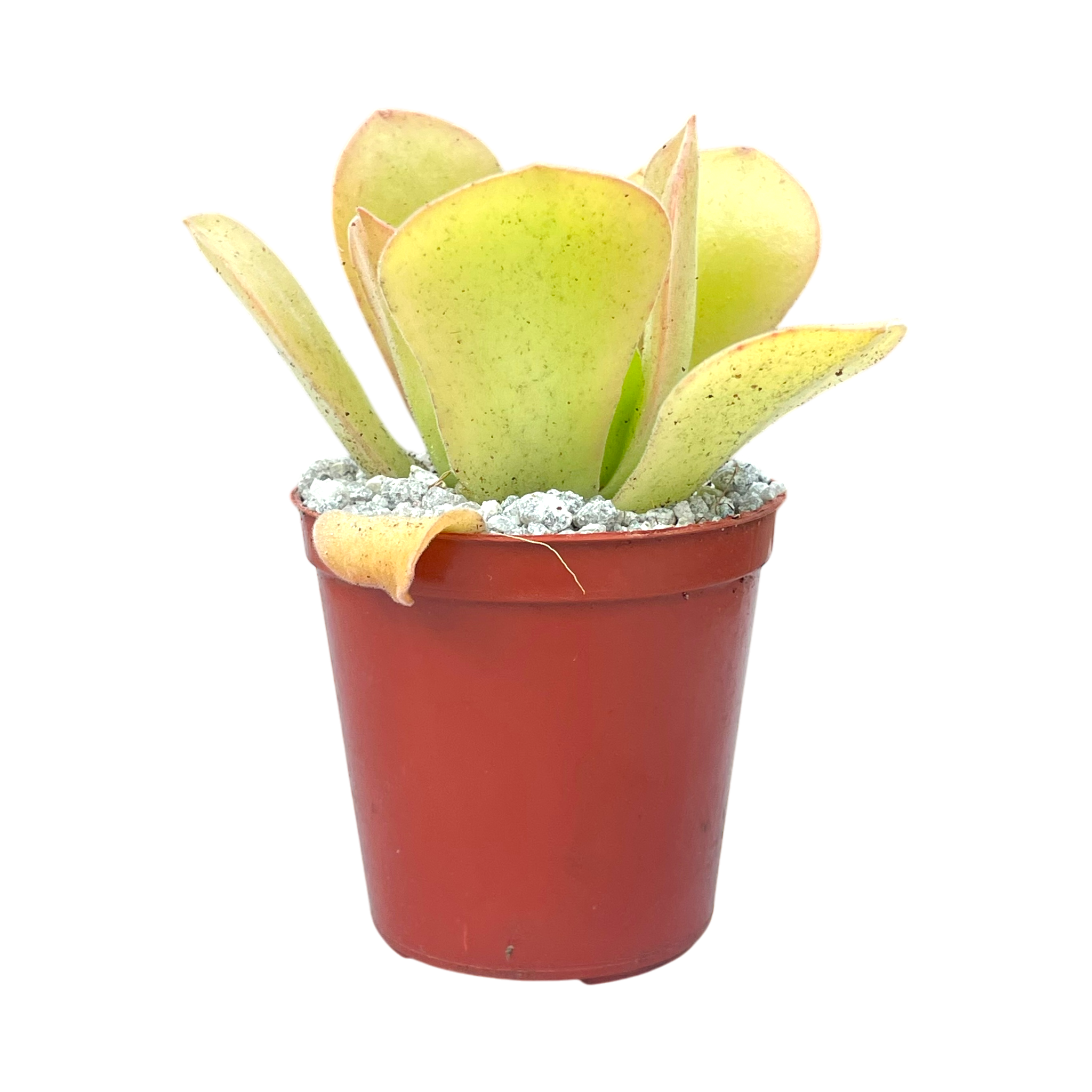 Aeonium canariense var. palmense