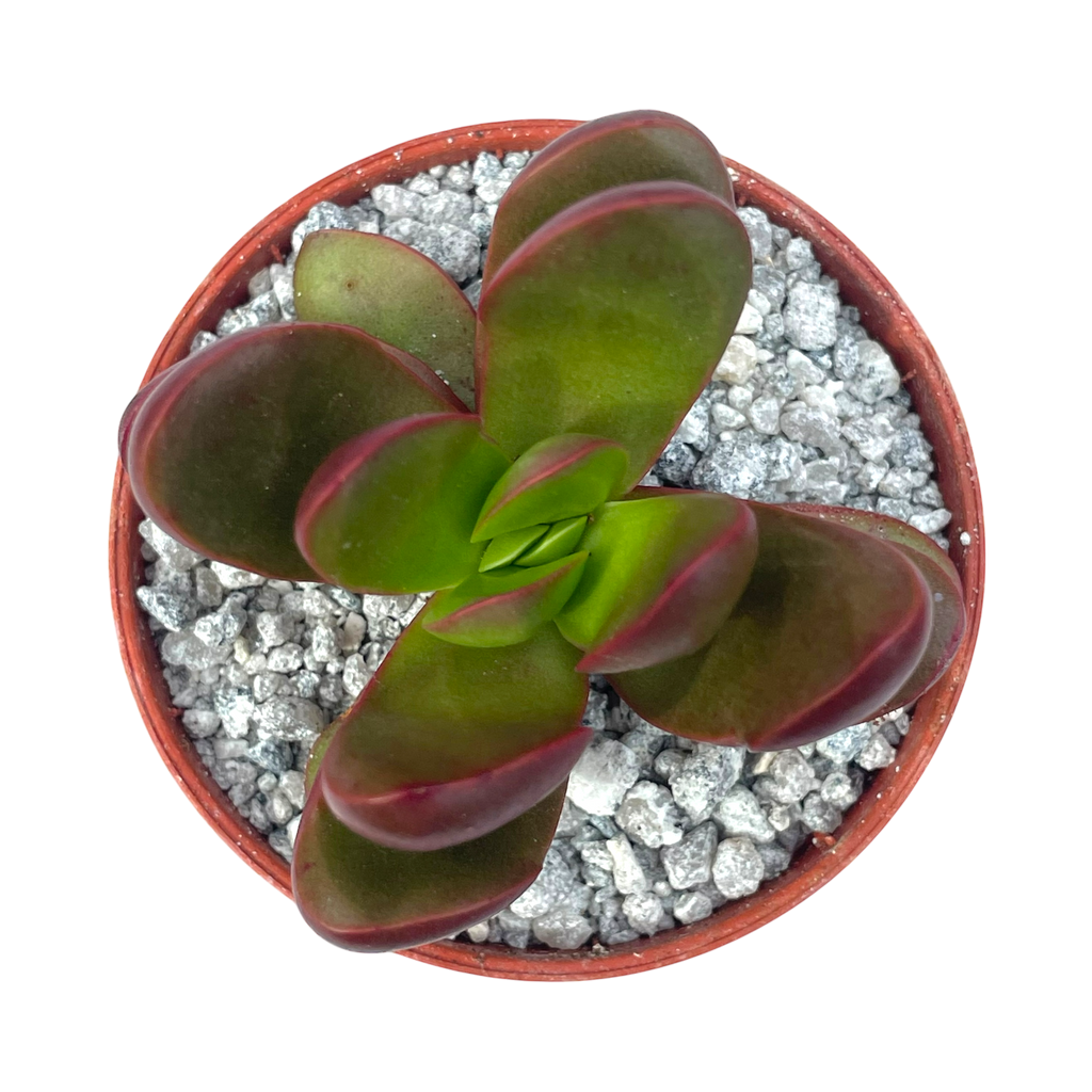 Crassula clavata