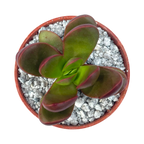 Crassula clavata