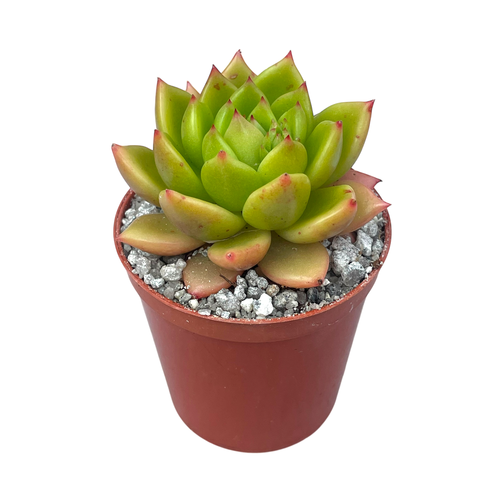 Echeveria agavoides 'Jade Galaxy'