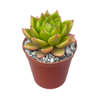 Echeveria agavoides 'Jade Galaxy'