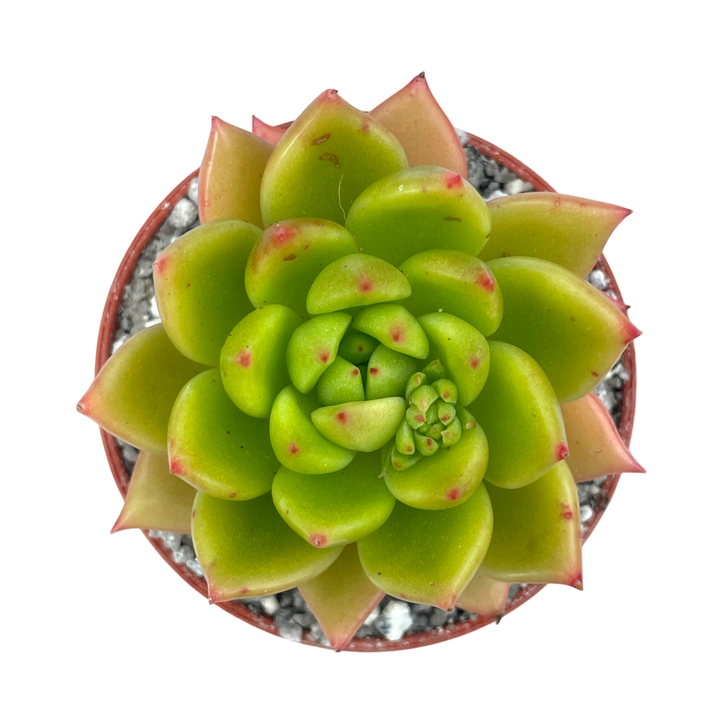 Echeveria agavoides 'Jade Galaxy'