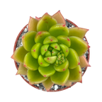 Echeveria agavoides 'Jade Galaxy'