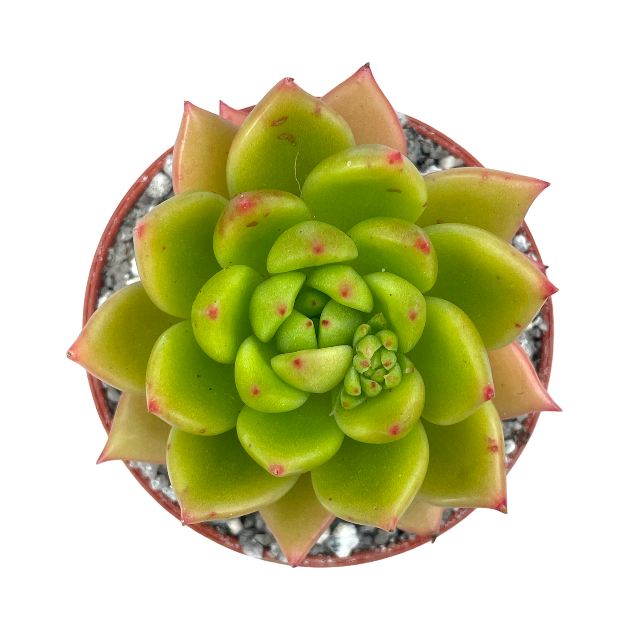 Echeveria agavoides 'Jade Galaxy'