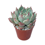 Echeveria colorata 'Haage'