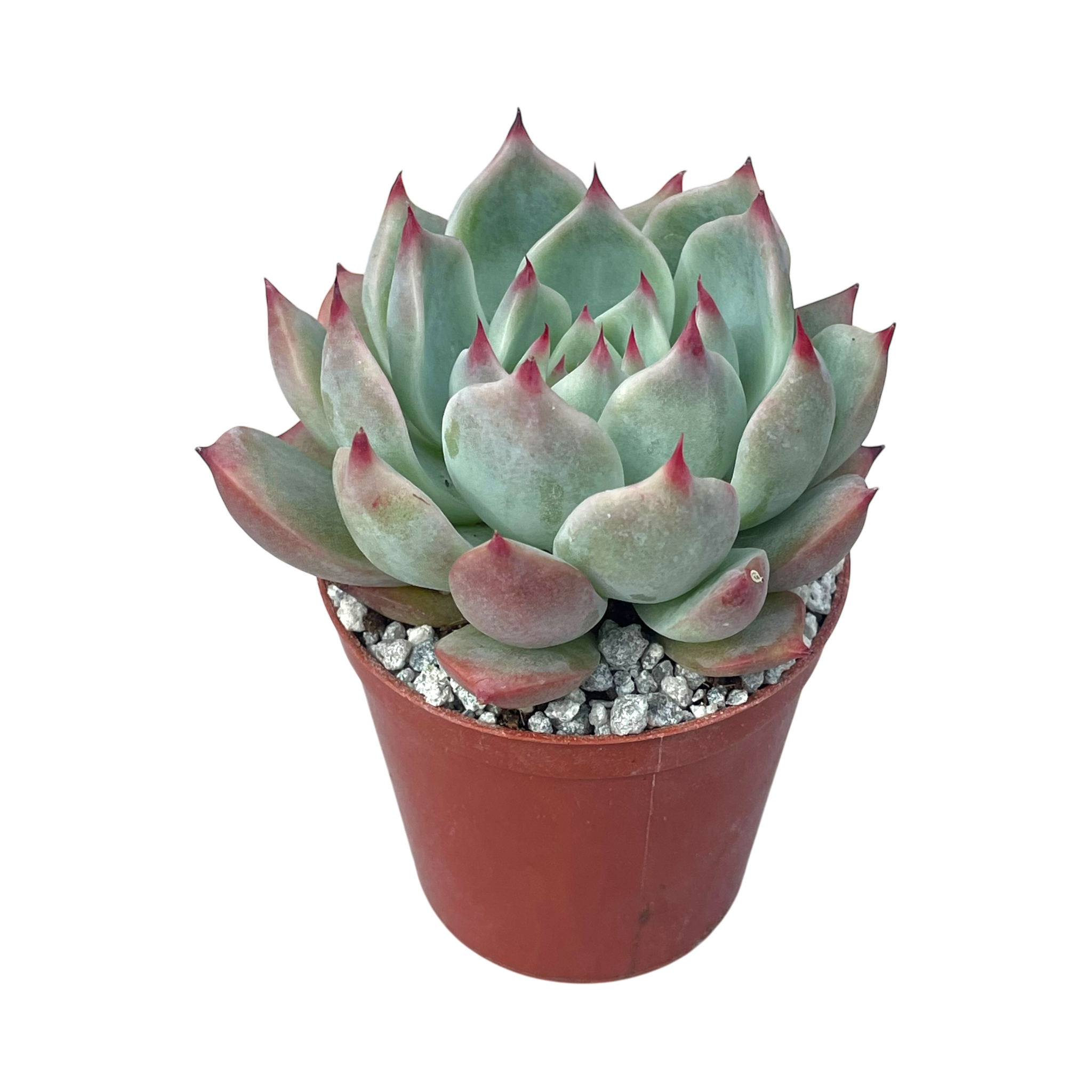 Echeveria colorata 'Haage'