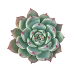 Echeveria colorata 'Haage'