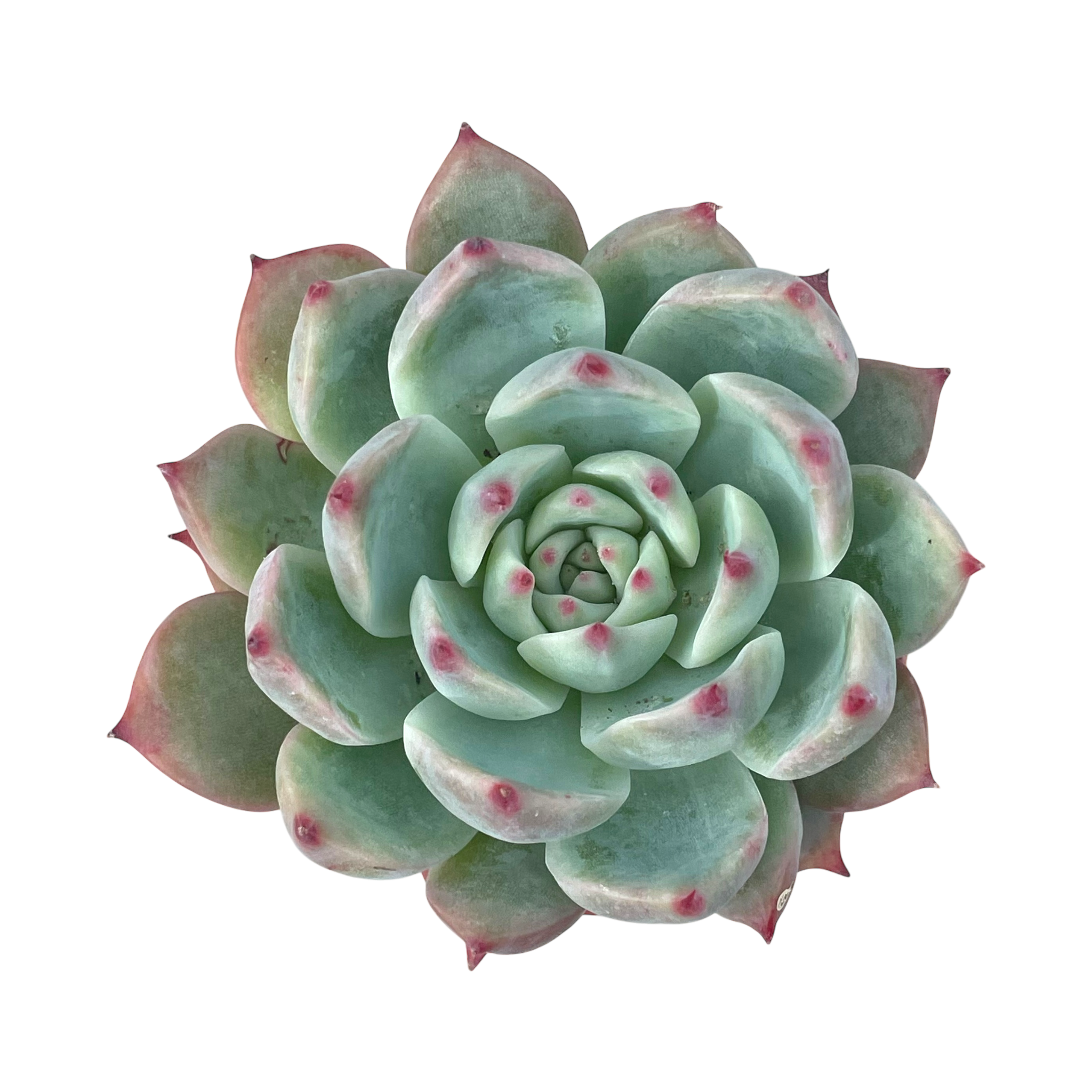 Echeveria colorata 'Haage'