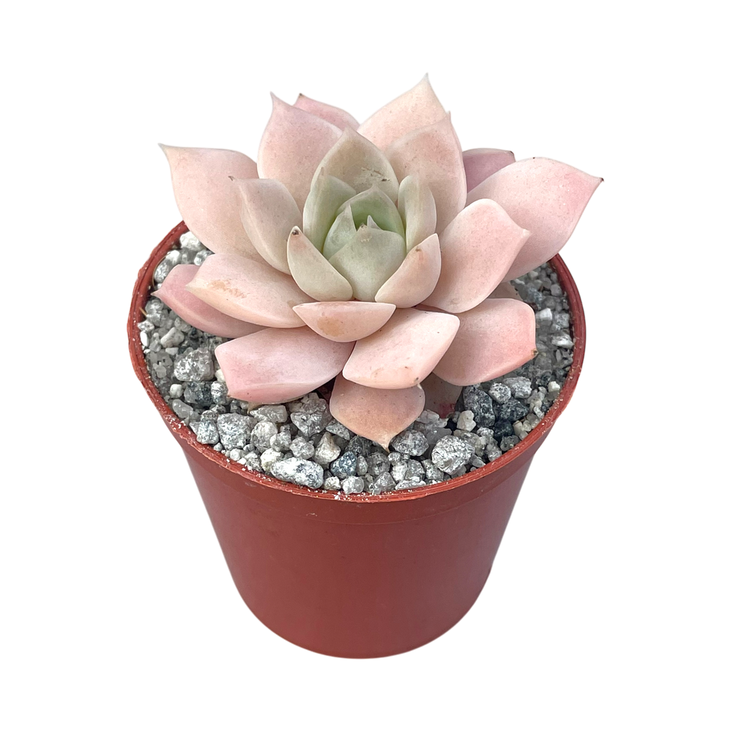 Echeveria 'Van Breen'