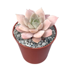 Echeveria 'Van Breen'