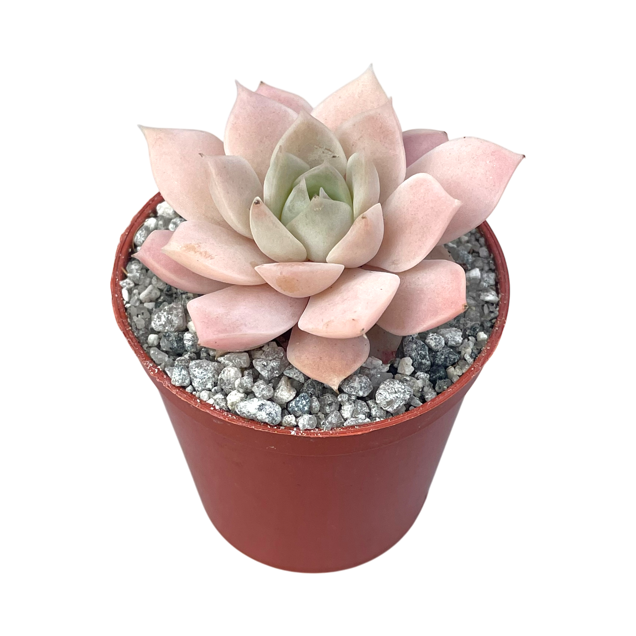 Echeveria 'Van Breen'