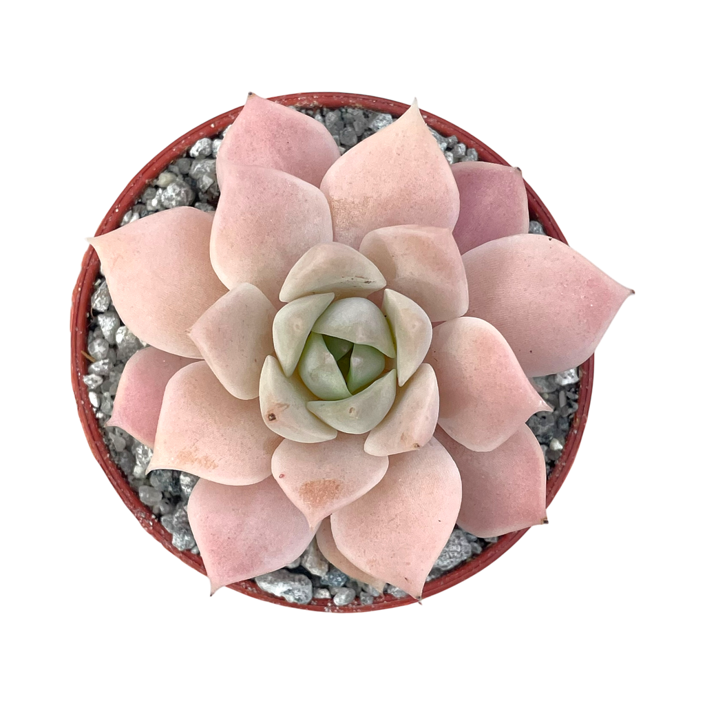 Echeveria 'Van Breen'