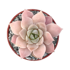 Echeveria 'Van Breen'
