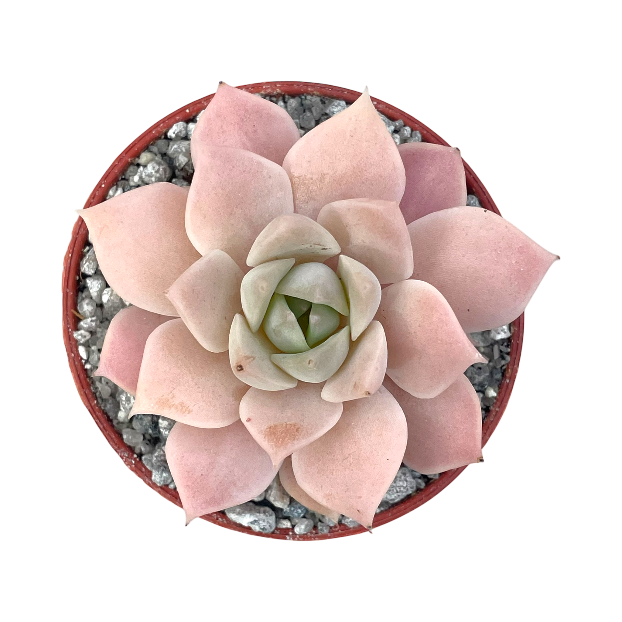 Echeveria 'Van Breen'