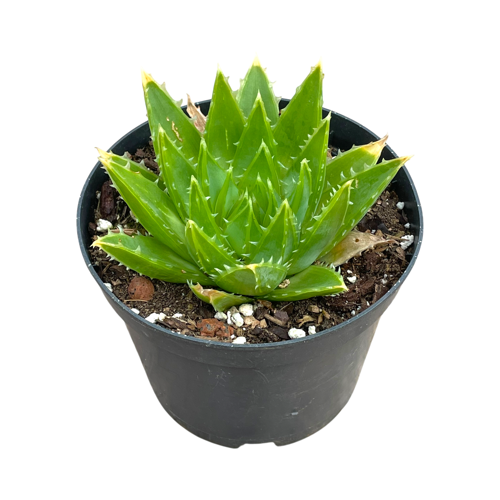 Aloe polyphylla 'Spiral Aloe'
