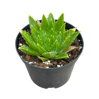 Aloe polyphylla 'Spiral Aloe'