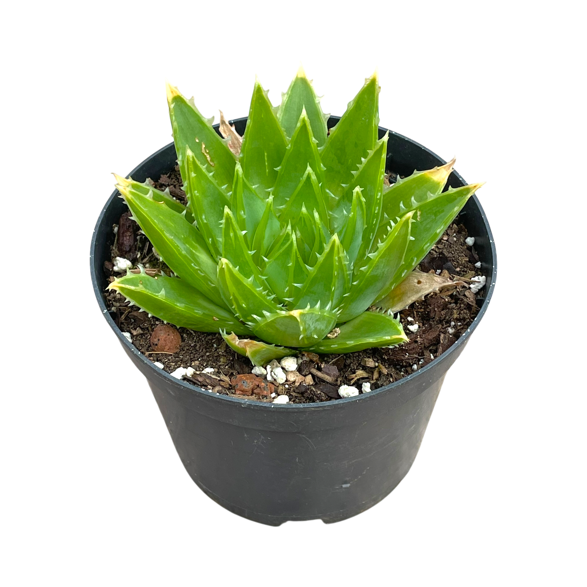 Aloe polyphylla 'Spiral Aloe'