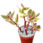 Crassula sarmentosa 'Comet'