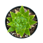 Aloe polyphylla 'Spiral Aloe'