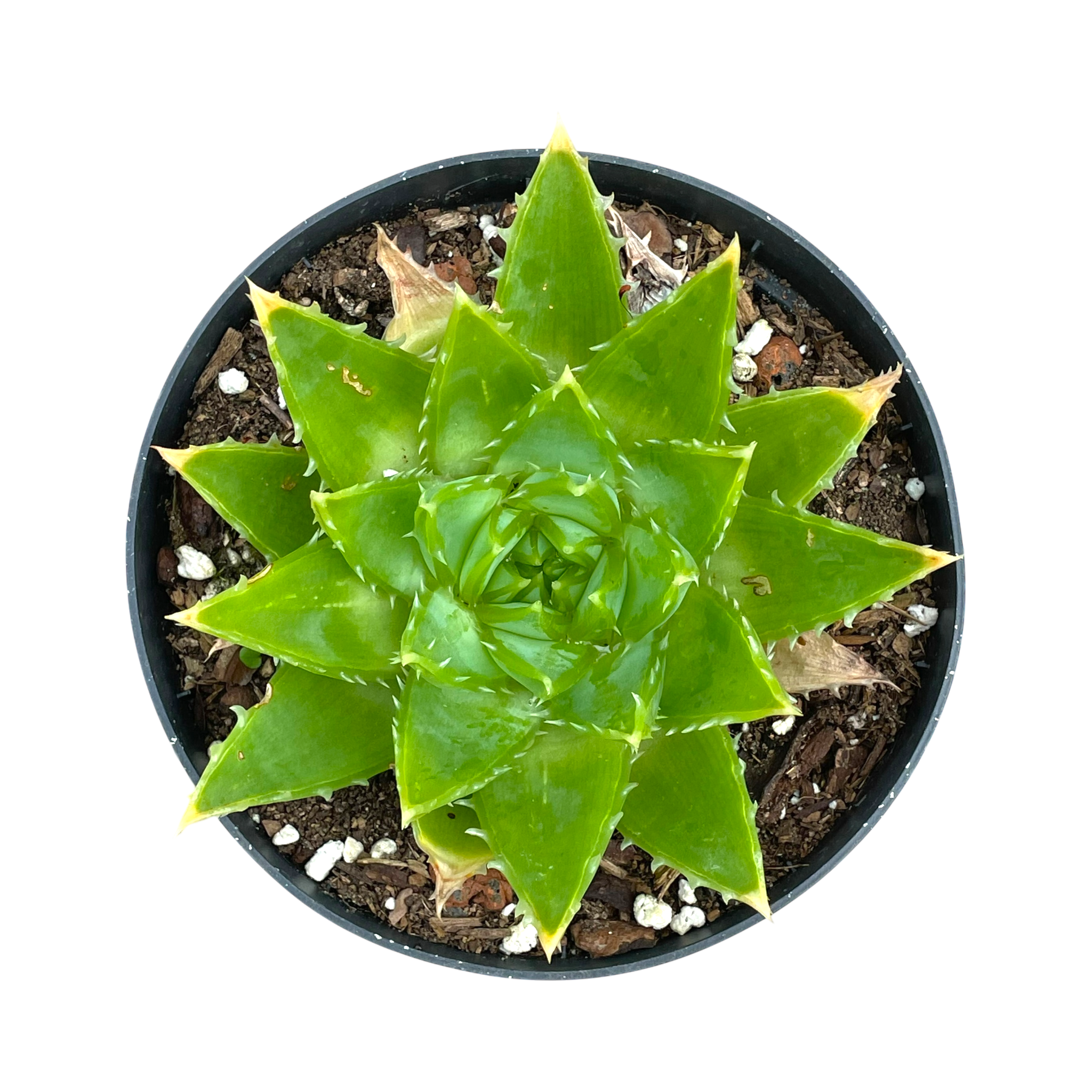 Aloe polyphylla 'Spiral Aloe'