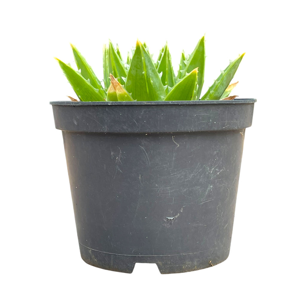 Aloe polyphylla 'Spiral Aloe'